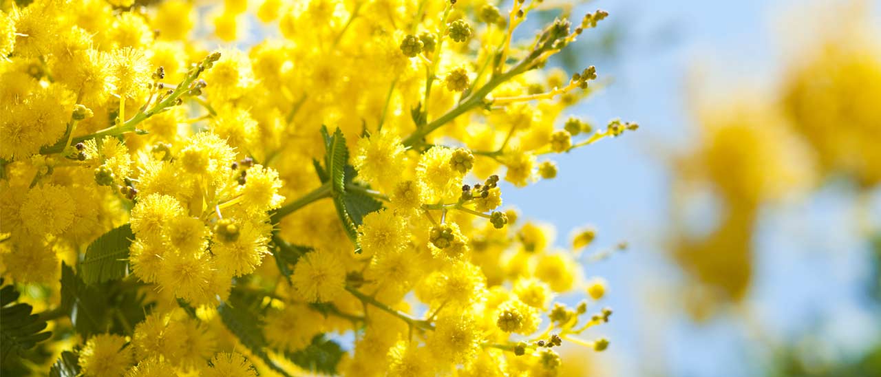 Doodle per la Giornata Internazionale della Donna