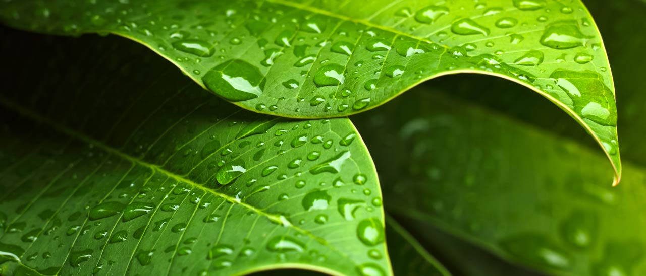 Droplet: anche l'irrigazione diventa smart