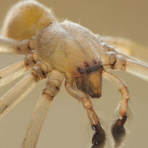 Northern yellow sac spider, il nemico numero uno di Mazda.