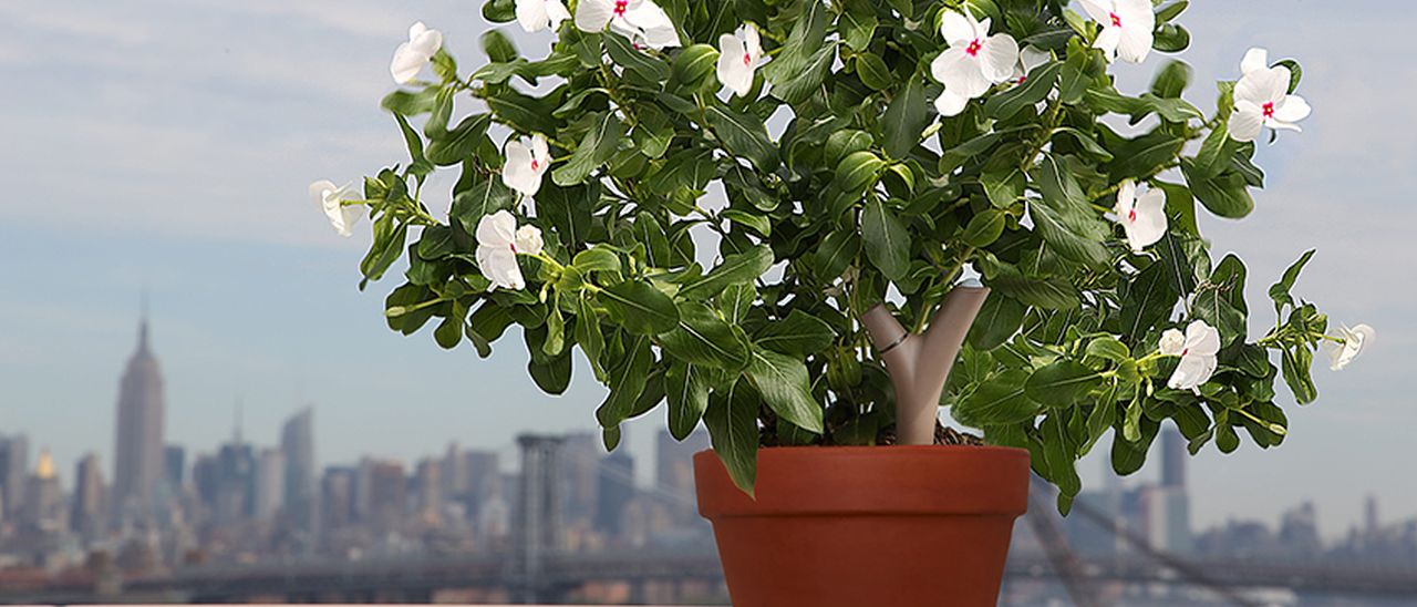 Parrot Flower Power dialoga con IFTTT