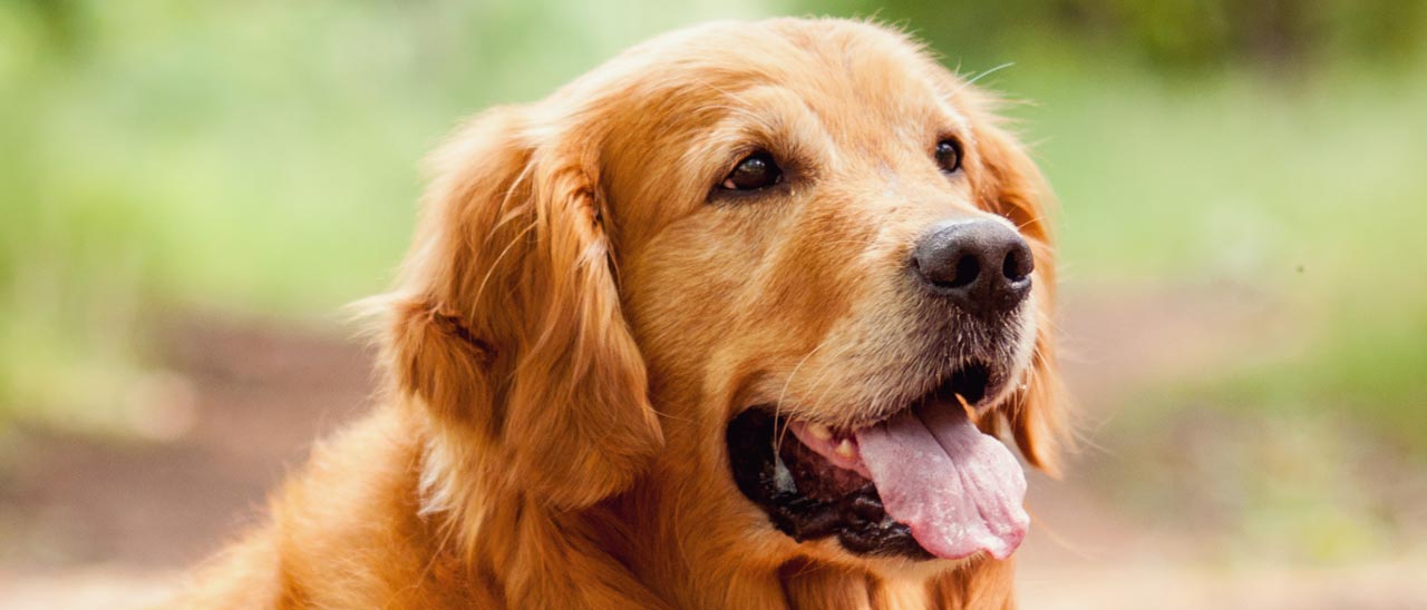 Un drone per portare a spasso il cane