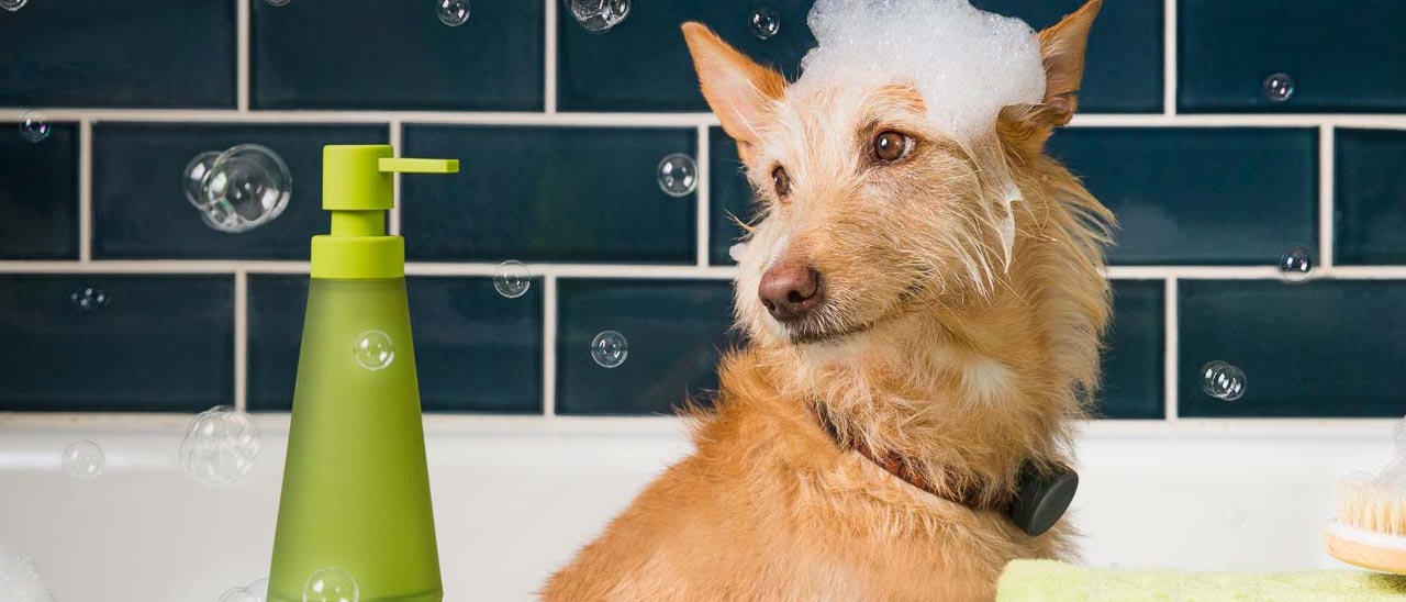 WhistleGPS, un collare hi-tech per i cani