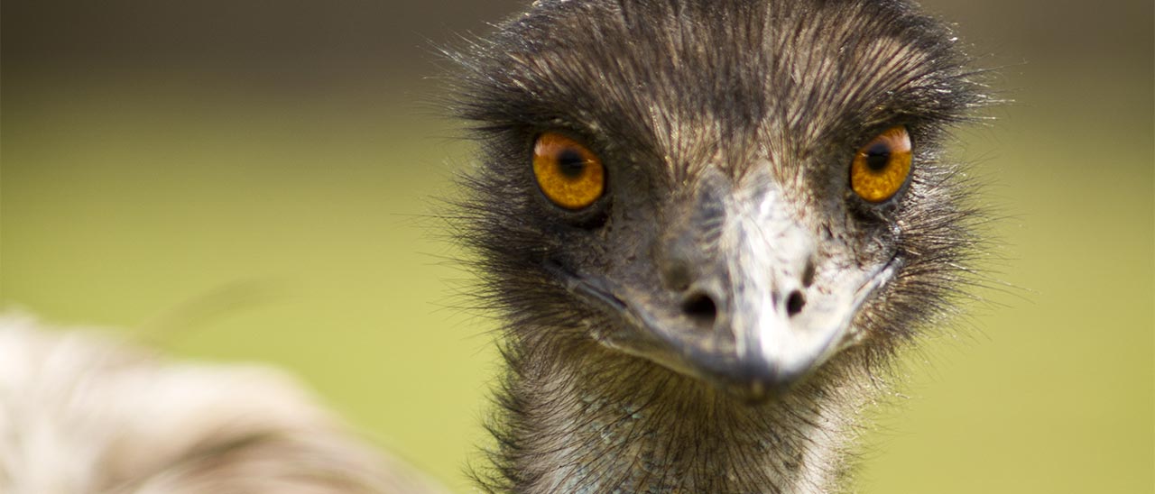 Emu è la nuova acquisizione di Google