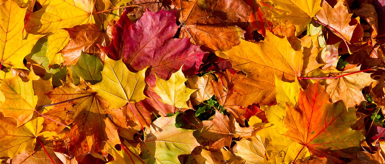 Un Google doodle per l'equinozio d'autunno