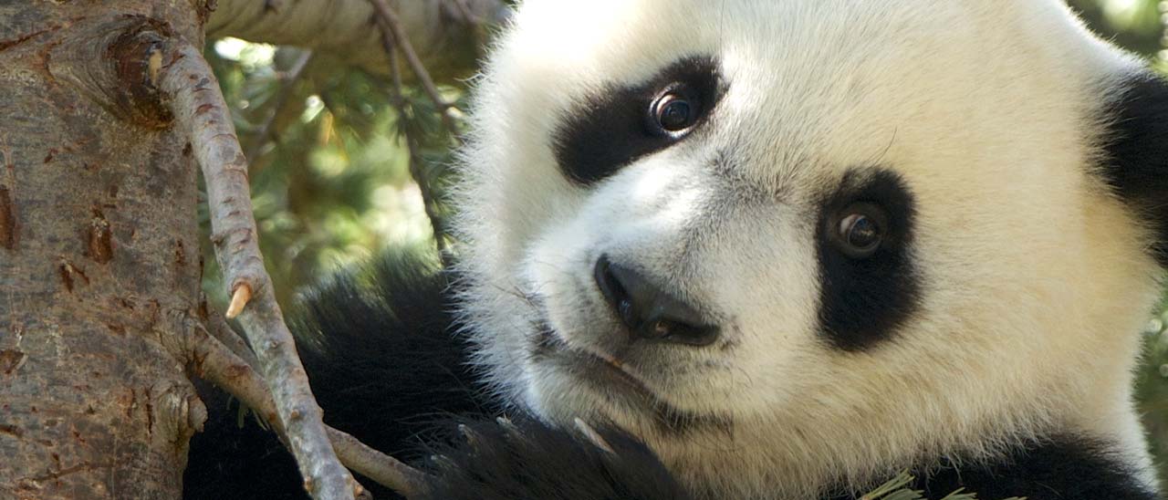 Panda: nuovo update per l'algoritmo di Google