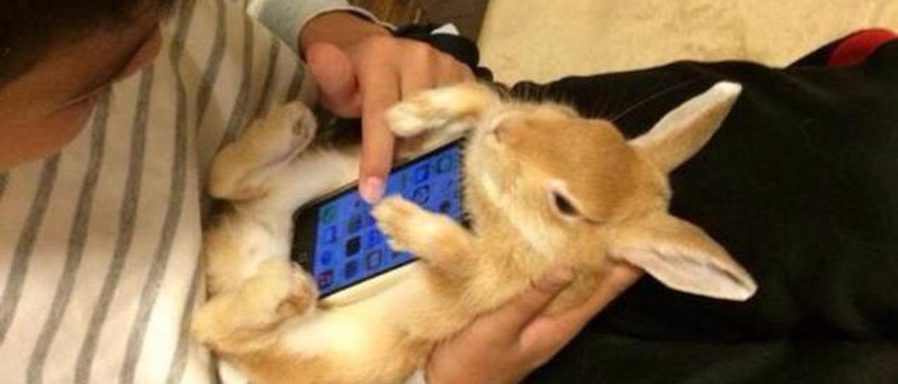 Asia: conigli vivi come cover per smartphone