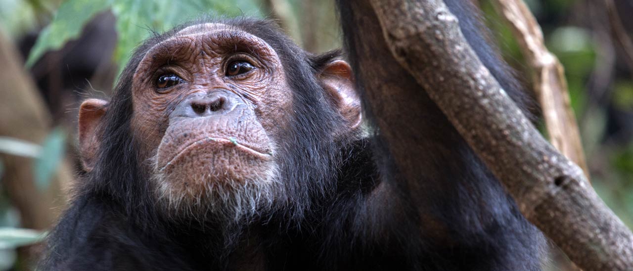 Street View nel Gombe National Park in Tanzania