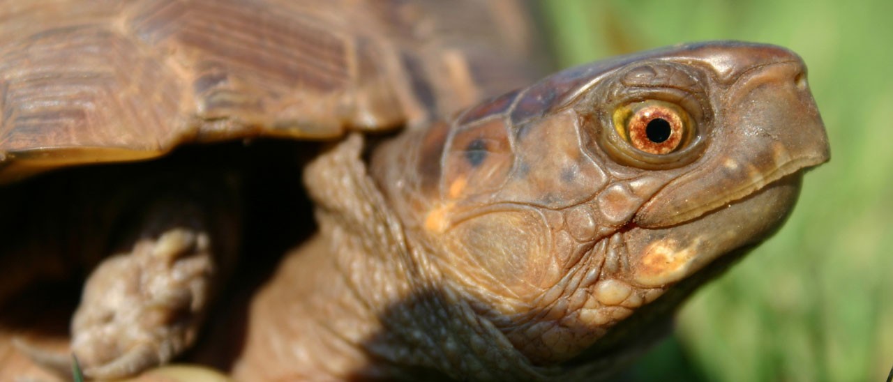 Streaming live su YouTube per lo zoo di Londra