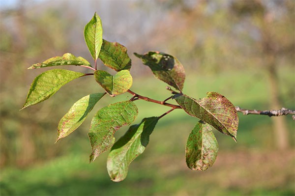Una fotografia scattata con diaframma molto aperto f/3.5
