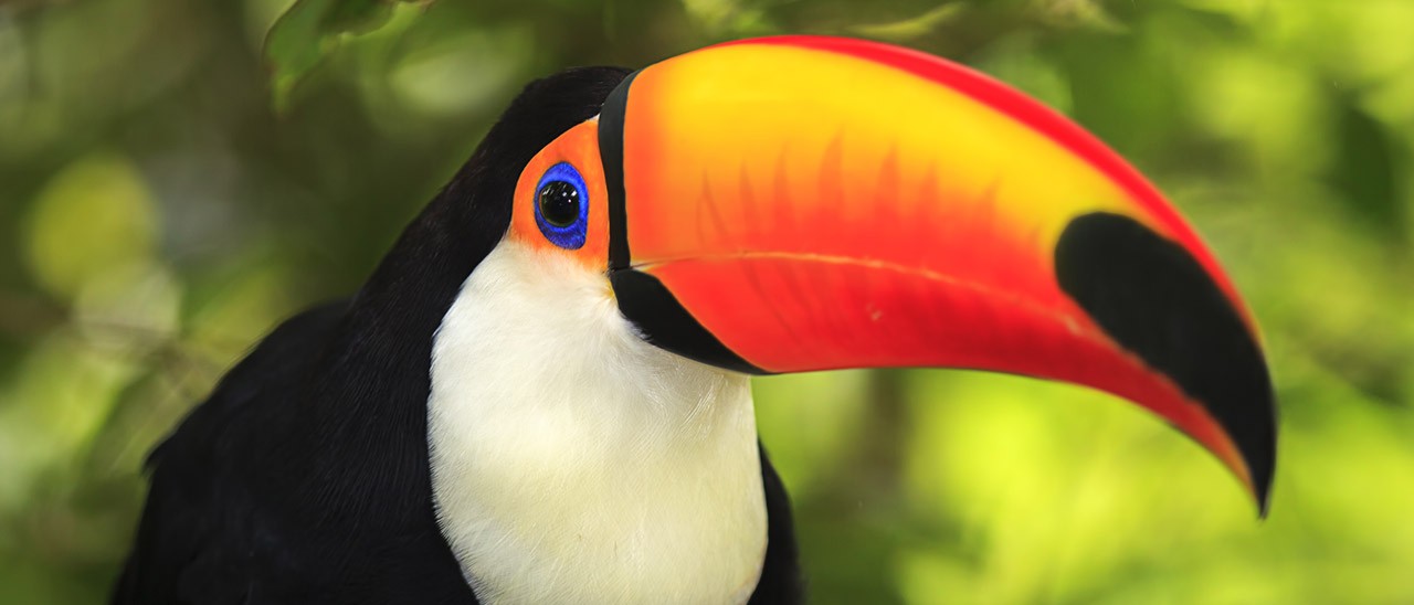 Un becco stampato in 3D per un tucano ferito