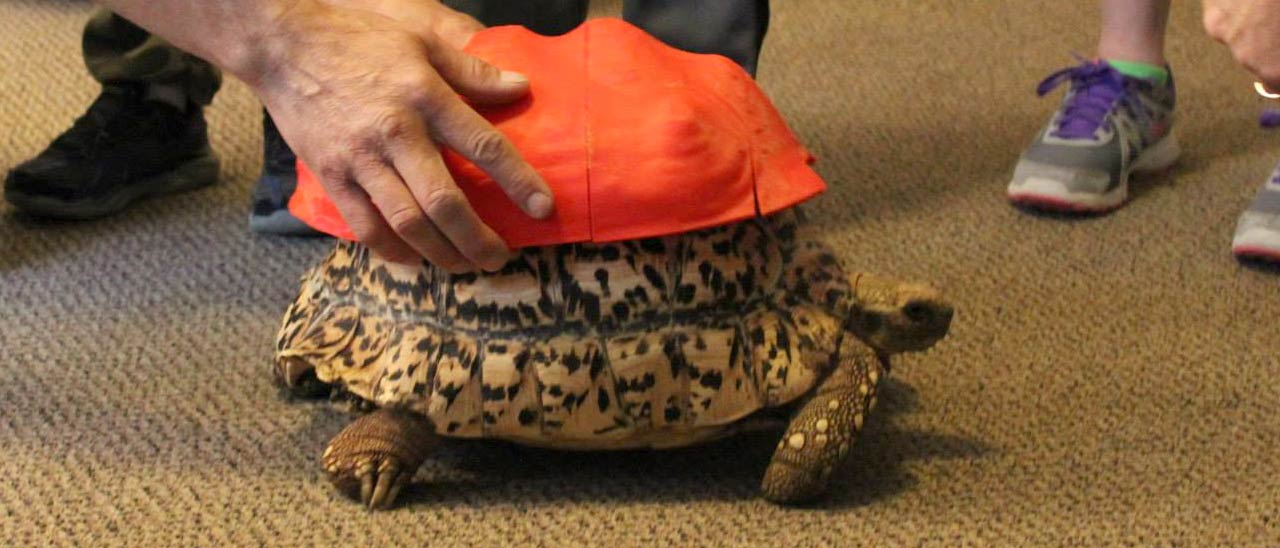 La tartaruga con il guscio stampato in 3D