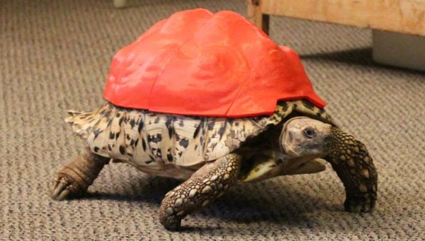 Cleopatra, la tartaruga con il guscio ricostruito utilizzando una stampante 3D