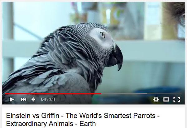 Il nuovo player trasparente per la versione Web di YouTube