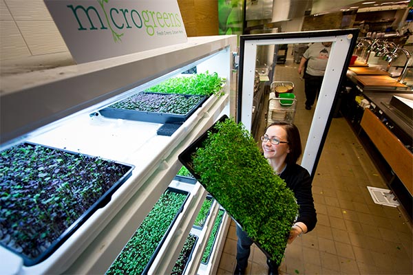 Parte delle verdure e delle insalate servite nel campus di Microsoft sono prodotte all'interno della struttura