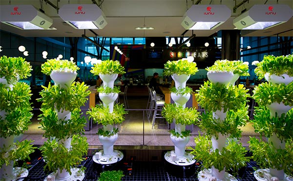 Il progetto di Urban Farming avviato da Microsoft all'interno del campus di Redmond