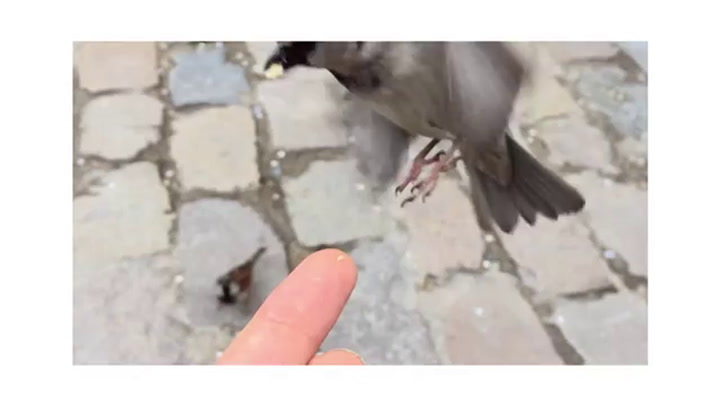 Shot on iPhone 6 -  Passero