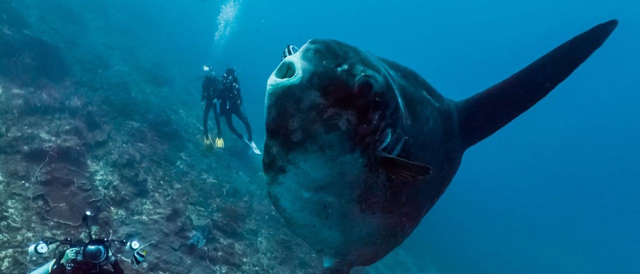 Street View nelle profondità degli oceani