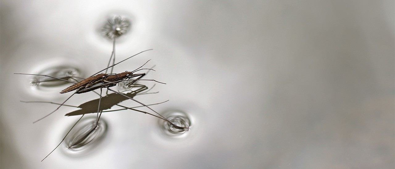 Il robot-insetto che salta sull'acqua