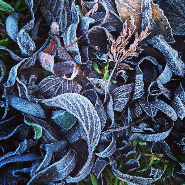 RNI Films, l'app per iOS che simula le pellicole più belle