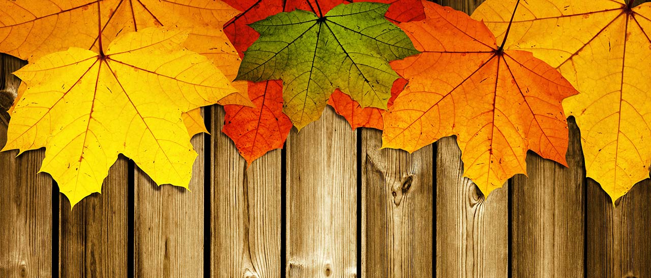 Google celebra l'inizio dell'autunno con un doodle