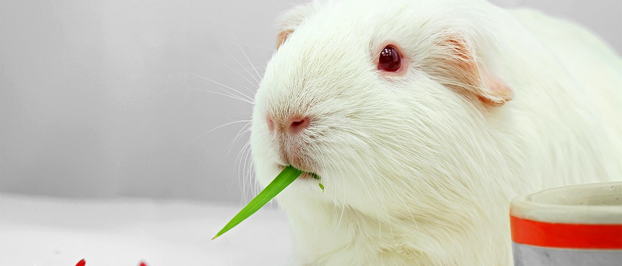 Realtà virtuale e cavie per studiare l'Alzheimer