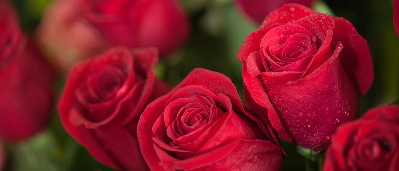 Energia pulita dalle piante cyborg