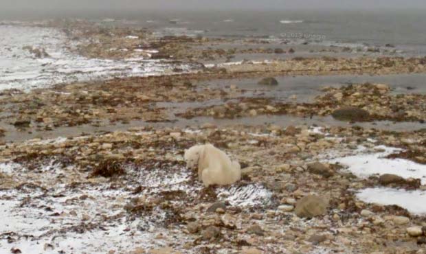Un orso polare a Hudson Bay