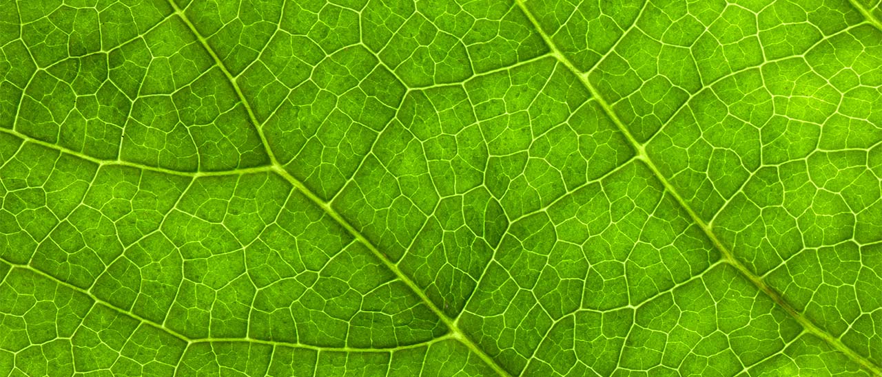 Fisica, biochimica ed efficienza energetica