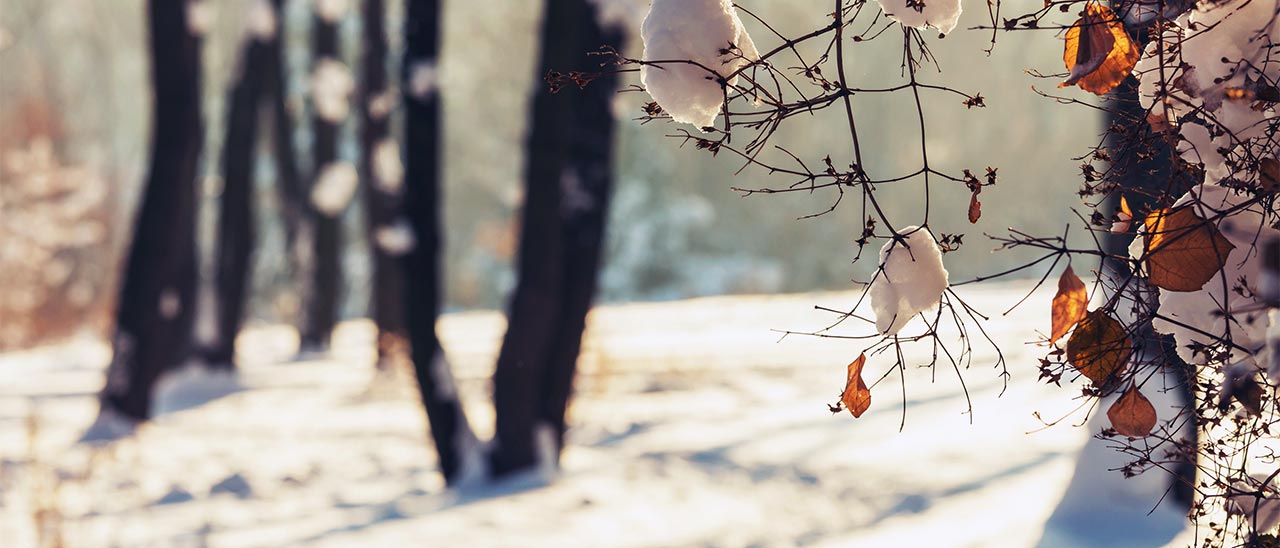 Google rende omaggio al solstizio d'inverno