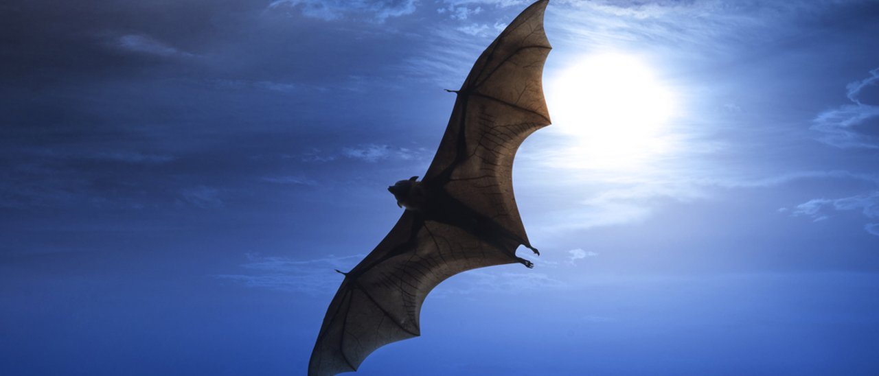 Beauty, software ultrasonico per smartphone