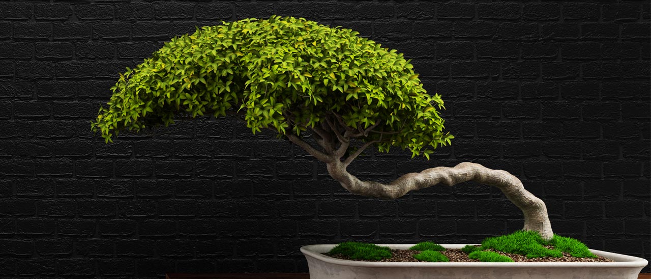 Air Bonsai: il bonsai che fluttua nell'aria