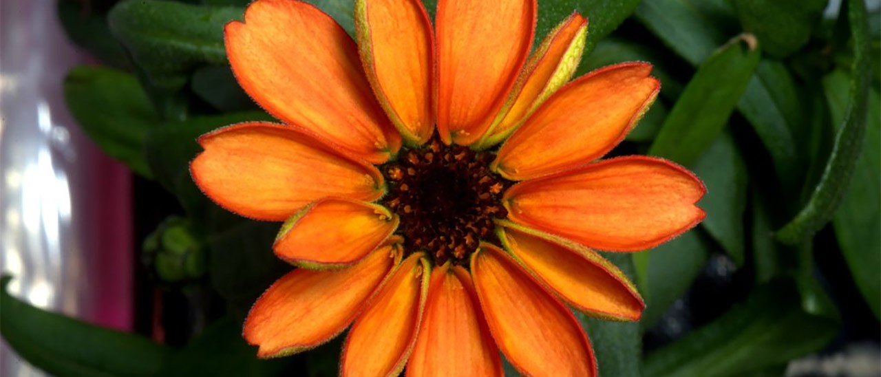 Nello spazio nascono i fior