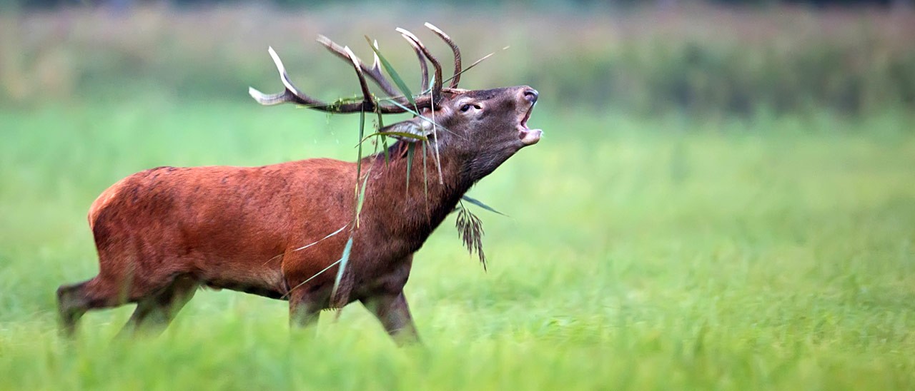 Con Google, nella vecchia fattoria