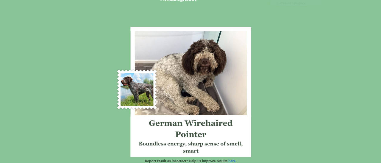 Microsoft riconosce un cane dalla foto