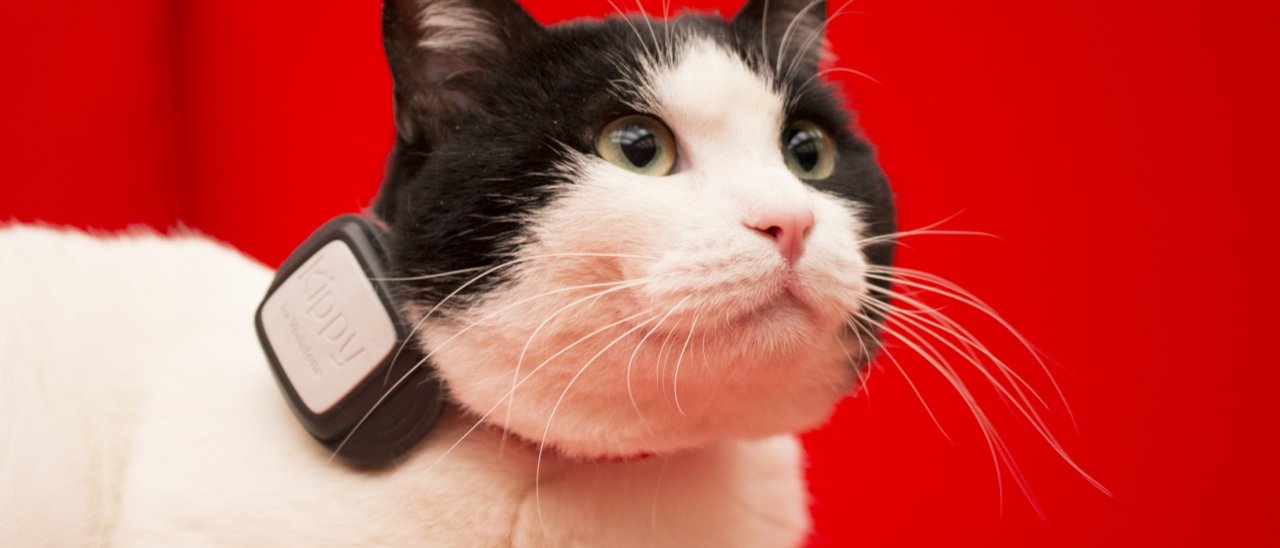 Vodafone Kippy, dispositivo IoT per cani e gatti