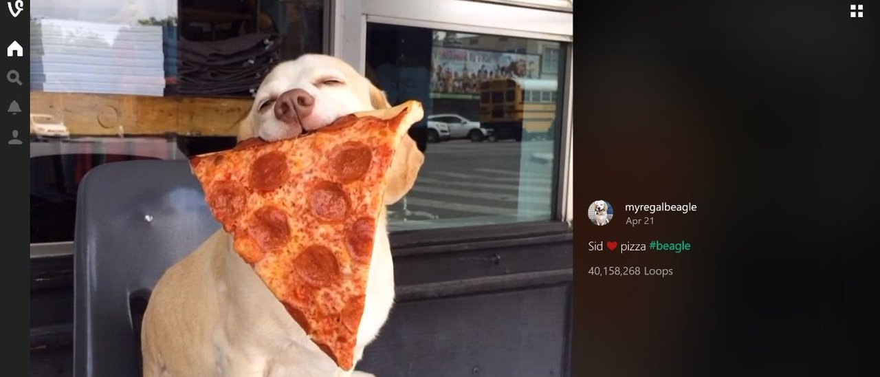 Vine disponibile su PC e tablet con Windows 10