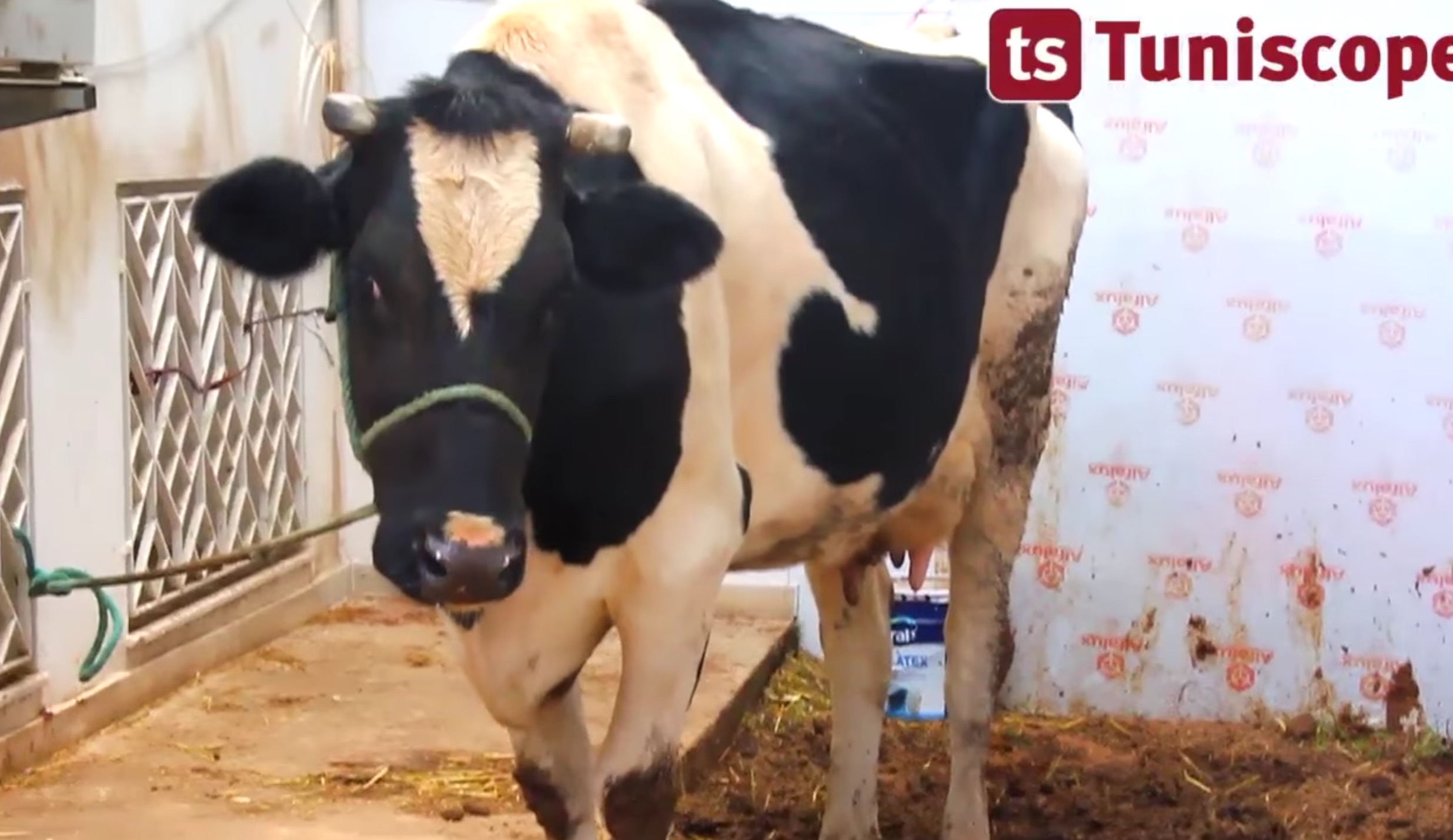 Tunisia, giocatrice del videogioco Bagra vince una mucca in carne e ossa