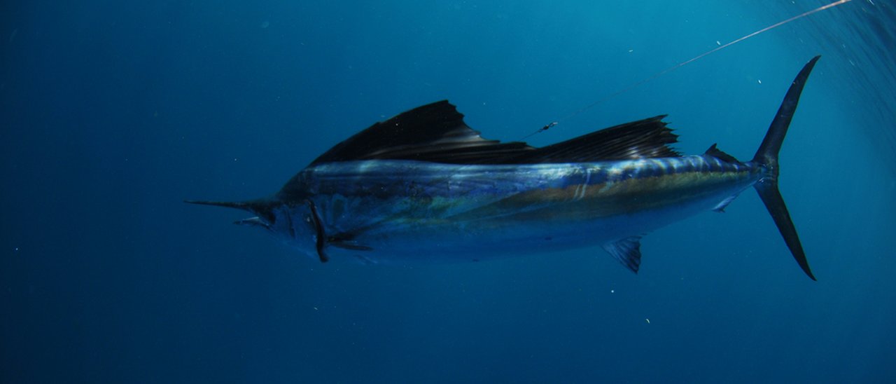 HTC Nexus, ecco le presunte specifiche