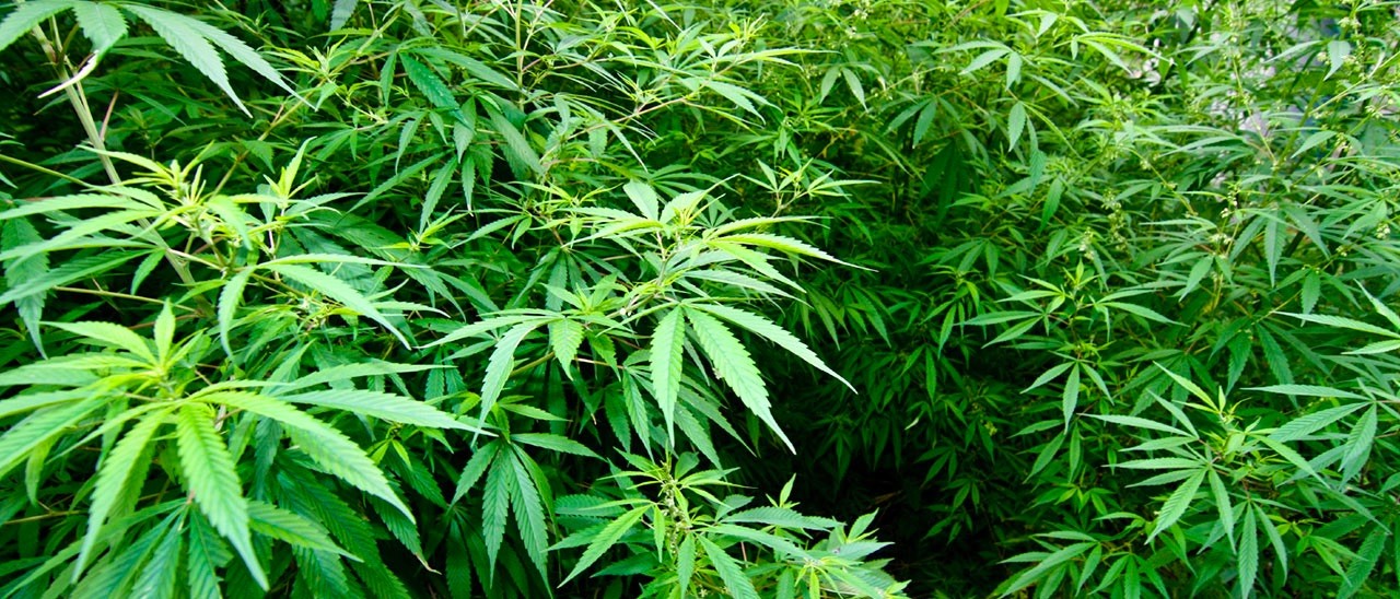 Microsoft investe nel business della marijuana