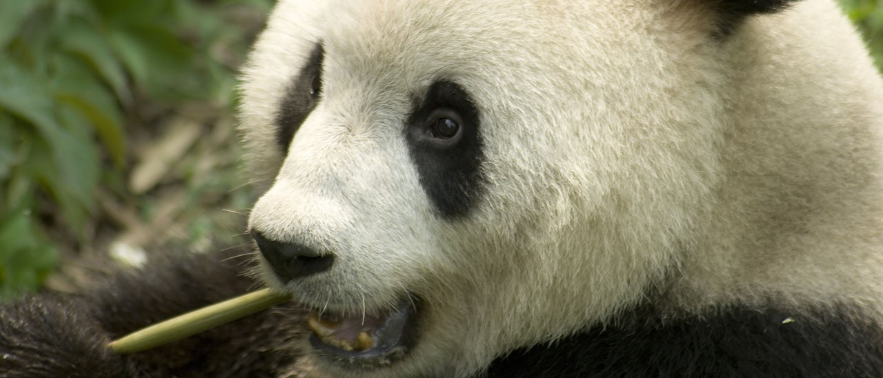 Apple raccoglie 8 milioni di dollari per il WWF