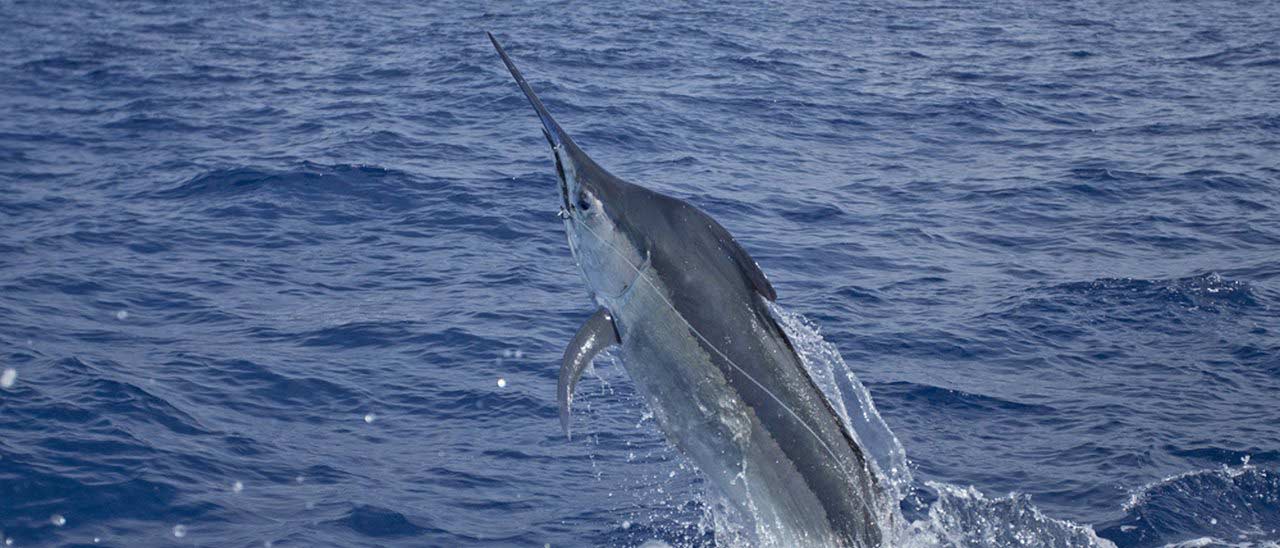 HTC Nexus, le specifiche di Marlin