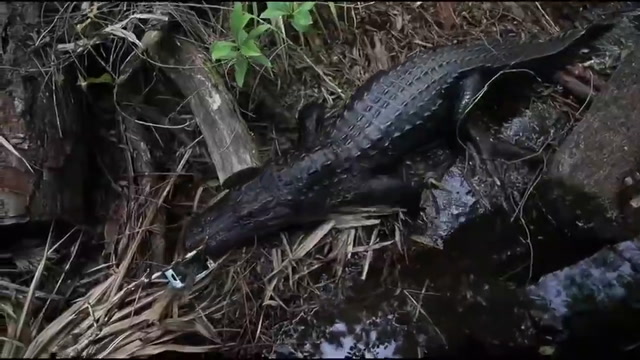 L'Alligatore e iPhone