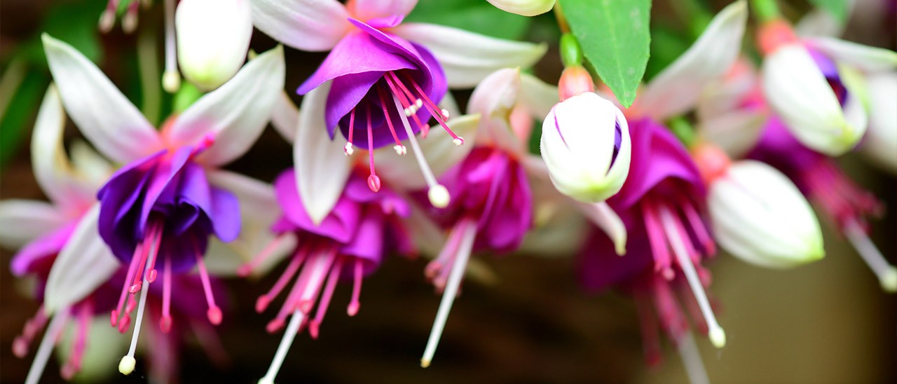 Fuchsia: il sistema operativo unificato di Google?