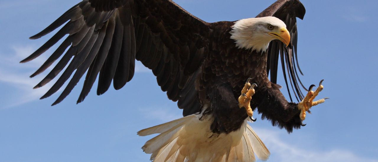 Aquile contro i droni illegali