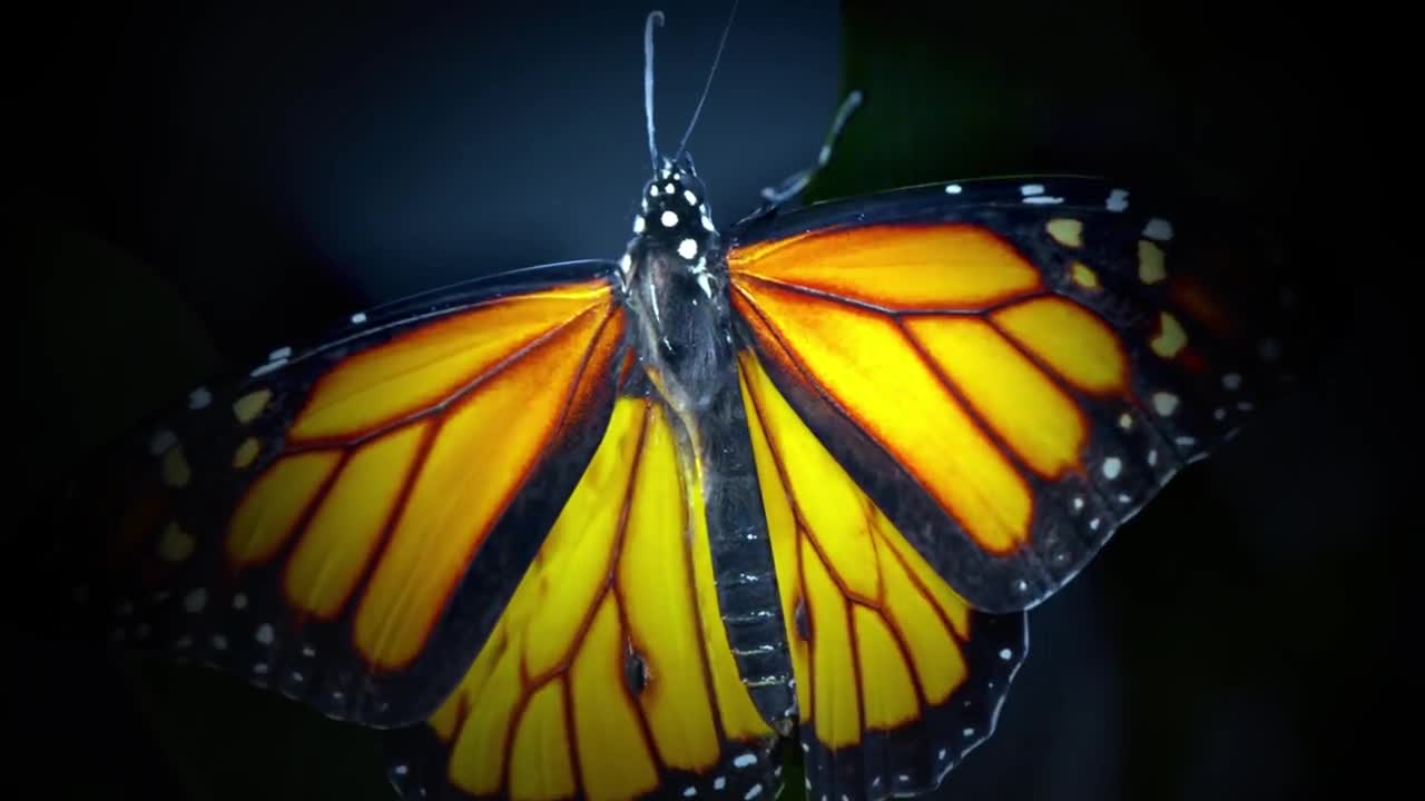 La Storia Naturale su Google Arts & Culture