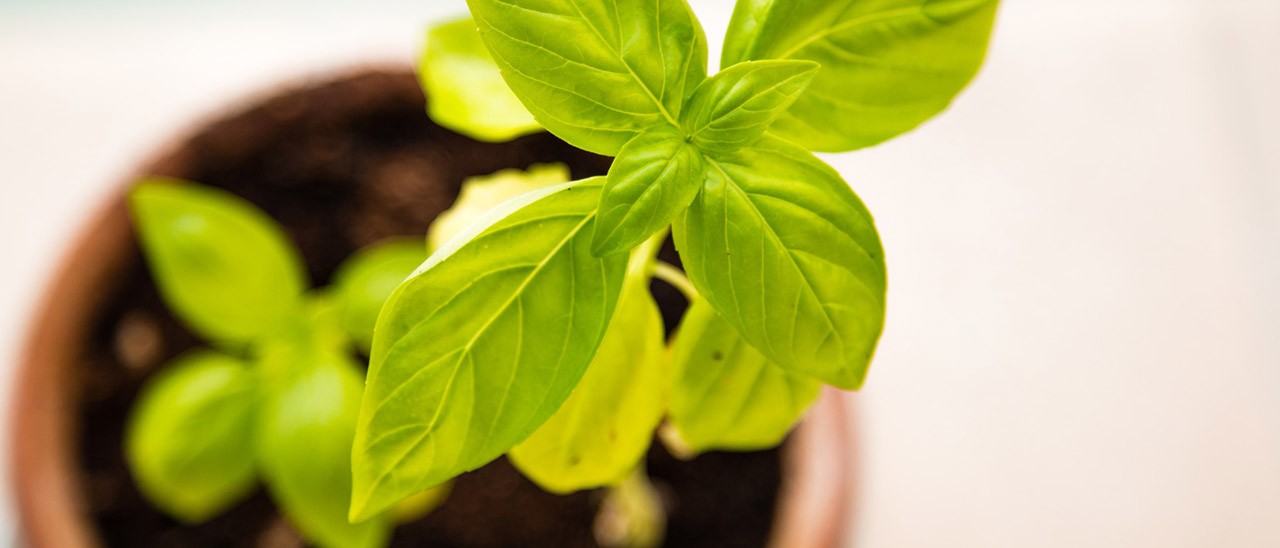 Apple brevetta un vaso di fiori