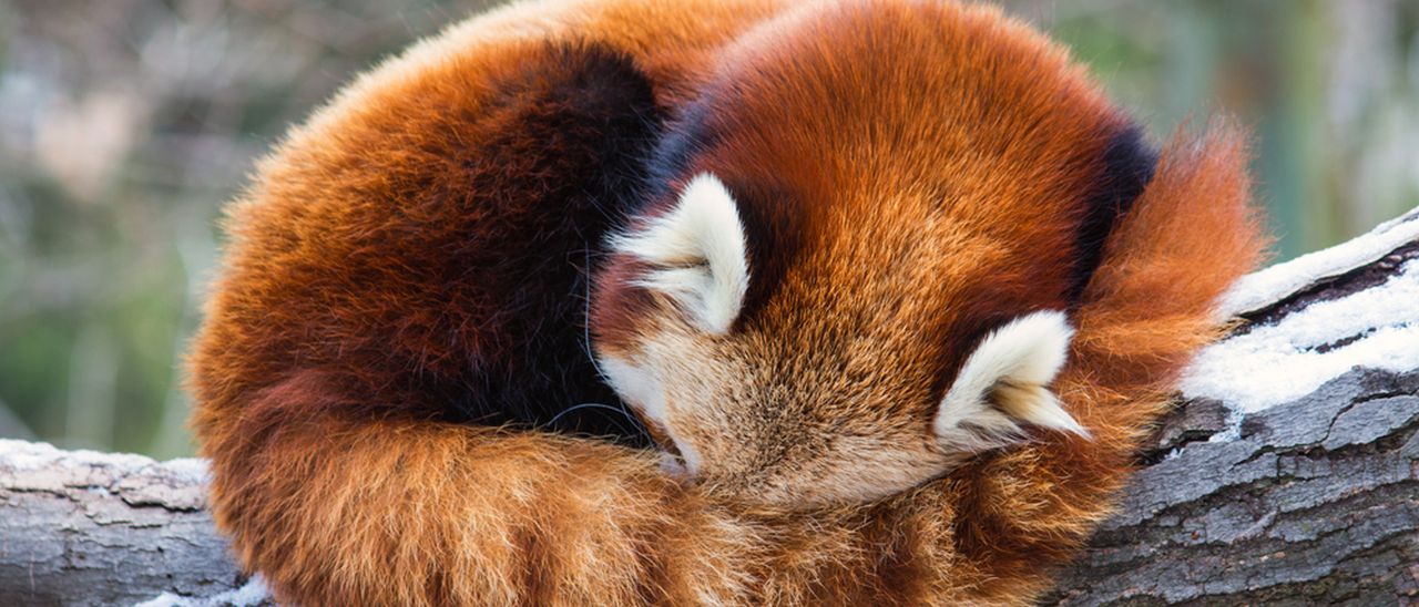 Project Quantum, il nuovo web engine di Firefox