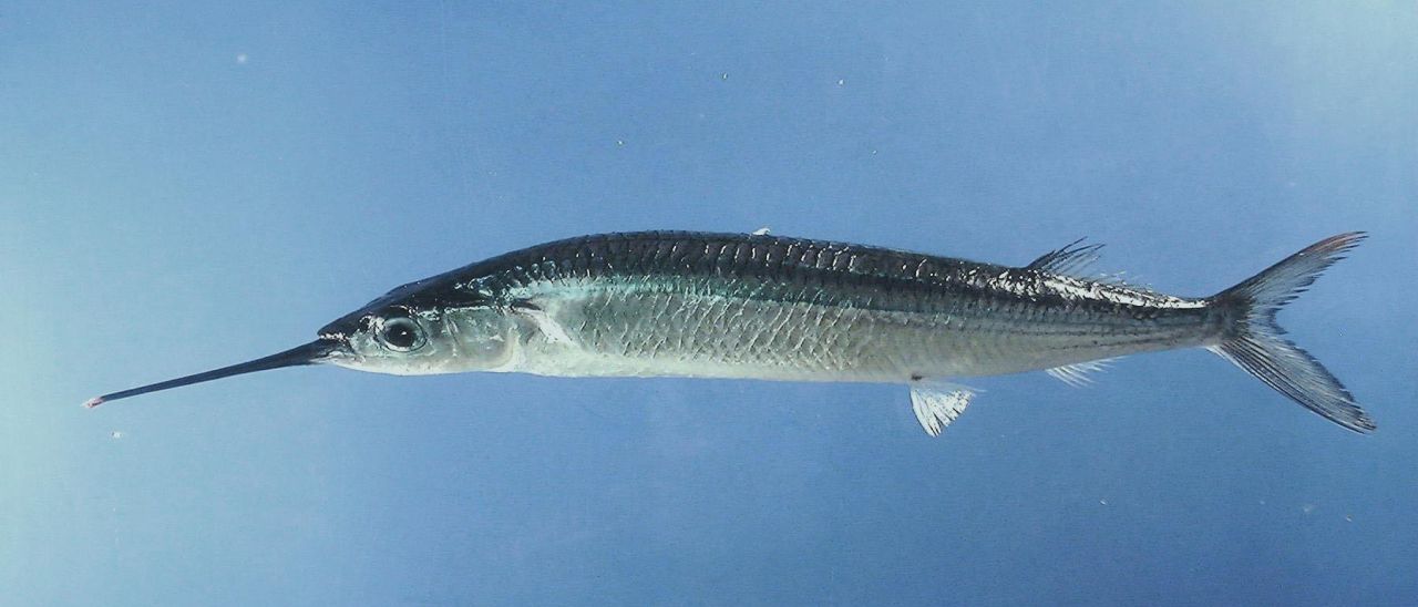 HTC Halfbeak, primo smartwatch con Android Wear?