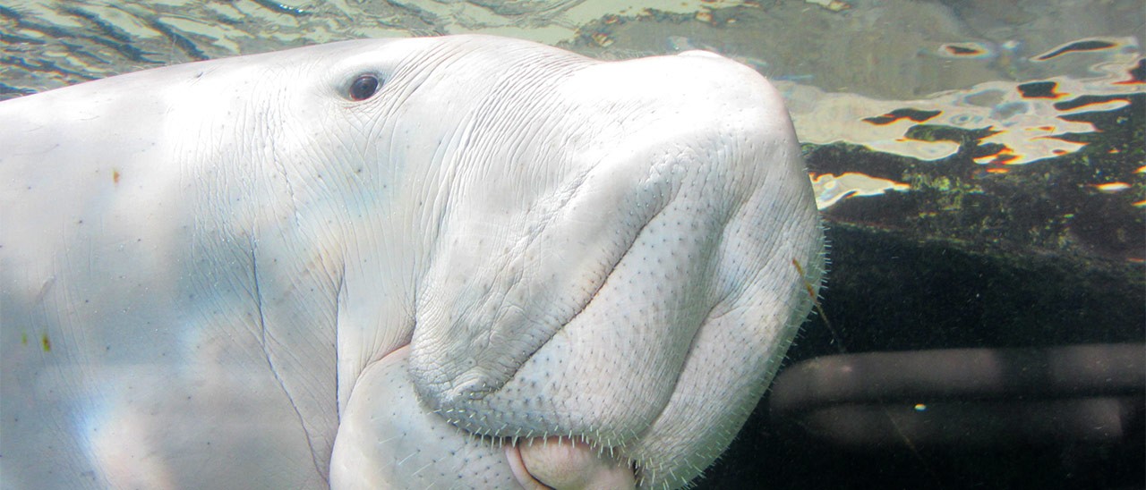 Il machine learning per salvare i dugongo