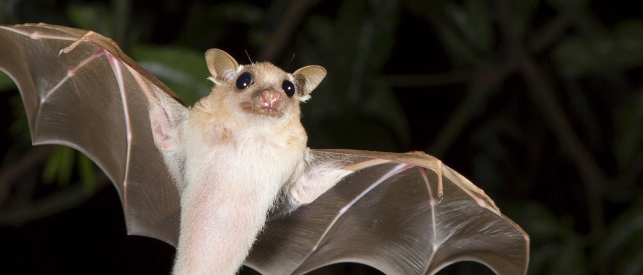 Il machine learning per capire i pipistrelli